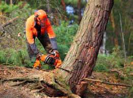 Reliable Allen, TX Tree Removal and Landscaping Services Solutions